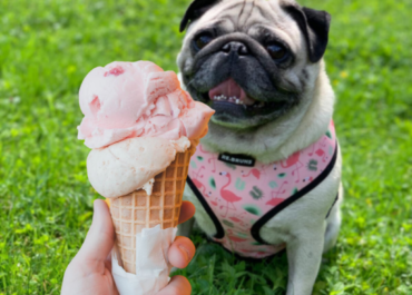 Psí zmrzlina aneb neochuďte svého psího mazlíčka ani v létě!